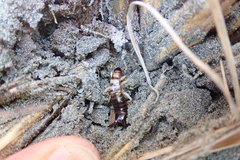 Anisolabis littorea