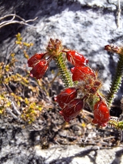 Tasmanian heath (Erica cunoniensis)