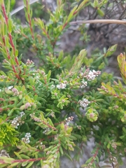 Leucopogon collinus