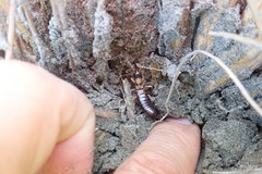 Anisolabis littorea