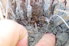Anisolabis littorea