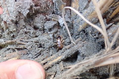 Anisolabis littorea