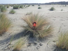 Anisolabis littorea