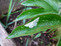 Idaea pallidata