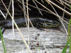Western Glossy Swamp Skink photo 2