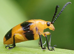 Stethopachys formosa