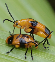 Stethopachys formosa