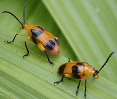 Stethopachys formosa