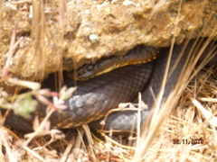 Notechis scutatus occidentalis