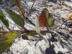 Arctotis angustifolia