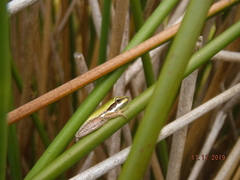 Litoria adelaidensis