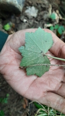 Hydrocotyle nepalensis
