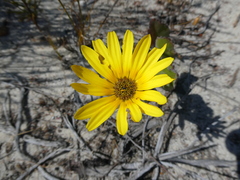 Arctotis angustifolia