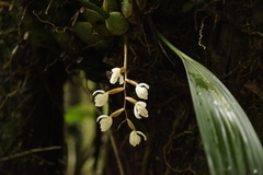 Coelogyninae