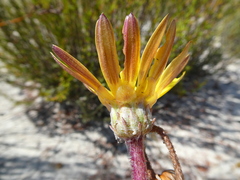 Arctotis angustifolia