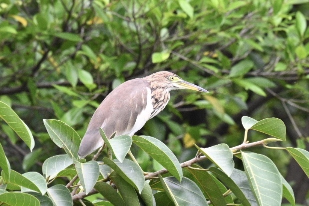 Chinese Pond Heron