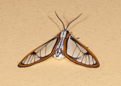Hyalurga urioides image