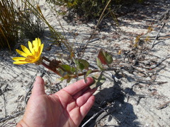 Arctotis angustifolia