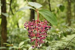 Medinilla speciosa