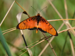 Acraea aglaonice