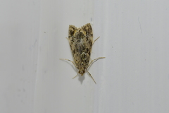 Eudonia minualis