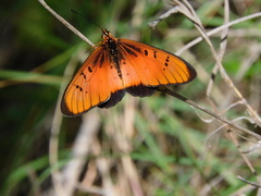 Acraea aglaonice