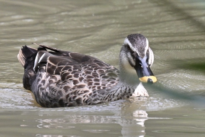 Eastern Spot-billed Duck