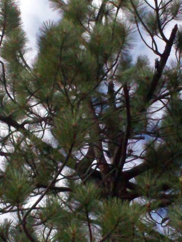 iNaturalist observation photo of White-headed Woodpecker