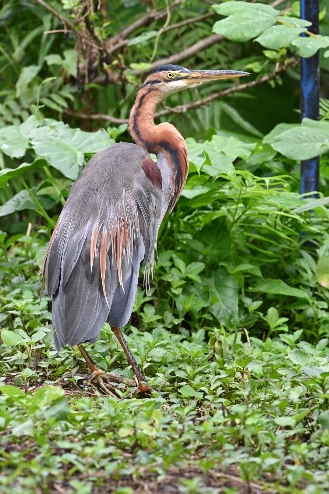Purple Heron