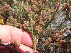 Erica eriocephala