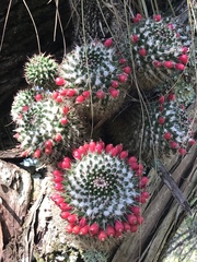 Mammillaria polyedra