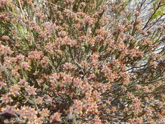 Erica eriocephala