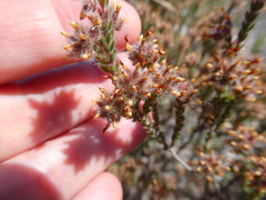 Erica eriocephala