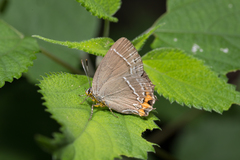 Satyrium watarii