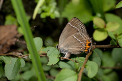 Satyrium watarii