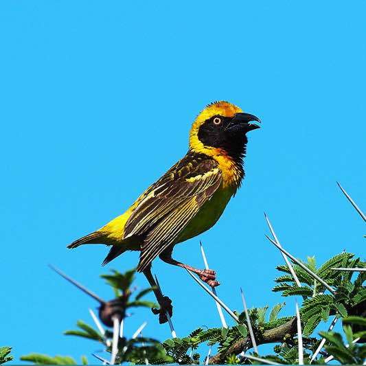 Fox's Weaver illustration