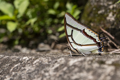 Polyura narcaea meghaduta