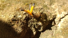 Zoltanzonitis natala