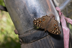 Junonia lemonias aenaria