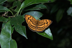 Abrota ganga formosana