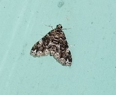 Elophila difflualis