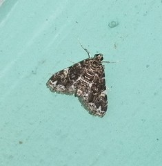 Elophila difflualis