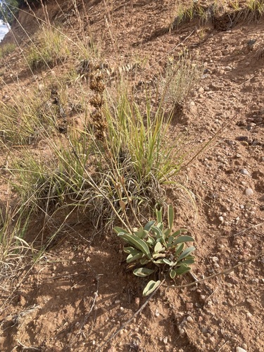 thickleaf beardtongue (Penstemon pachyphyllus)
