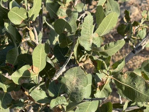 Pistacia vera