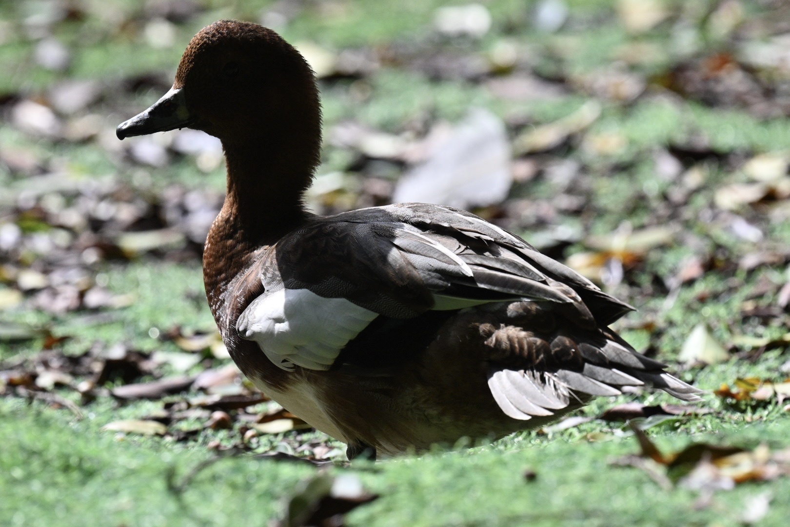 Eurasian Wigeon