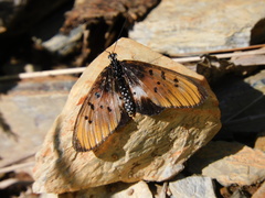 Acraea aglaonice