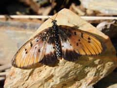 Acraea aglaonice