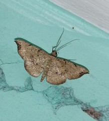 Ozola minor