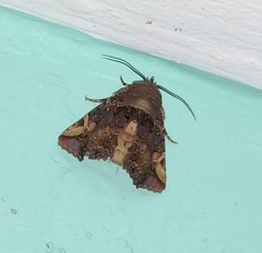 Euplexia