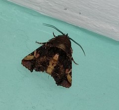 Euplexia